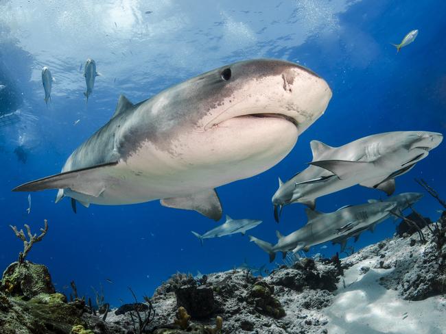 Highly Commended Category 7... Up and Coming. Tiger Beach. Fed up with getting fleeting glances of sharks and then seeing them disappear into the depths I decided to take a trip to Tiger beach in order to get up close to these magnificent creatures. I wasn’t disappointed . I tried to capture as much of the experience as I could in one shot so positioned myself behind some coral with the boat on the surface. It was then a case of waiting for the Sharks to swim over with the added bonus of a diver descending from the boat as well. Picture: Dave Baker/UK/UPY 2017