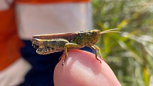 Schayer's grasshopper at Cape Portland. Picture: Supplied