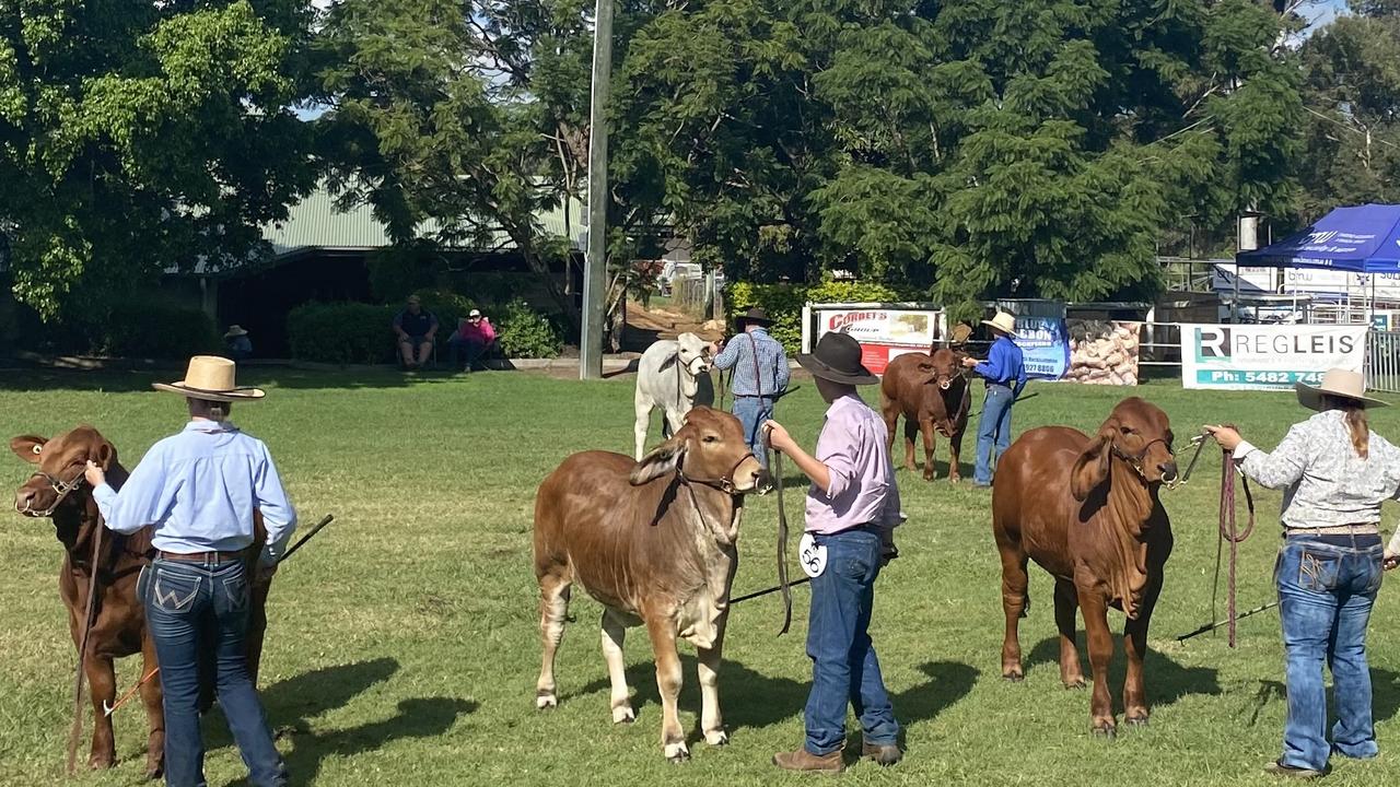 Cattle and their handlers during the Young Judges and Paraders in the Dairy Arena on the first day of the Gympie Show 2021.