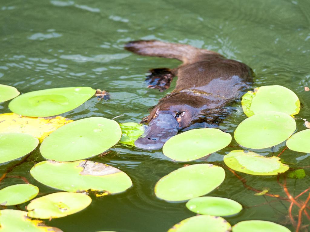 There’s a thriving platypus community at the Australian Platypus Park at Tarzali Lakes.