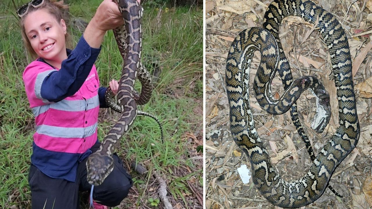 ‘Bogan mentality’: Reptile queen slams ‘cruel’ snake death