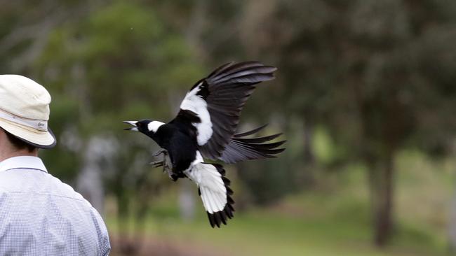 Magpie attacks can result in nasty injuries.