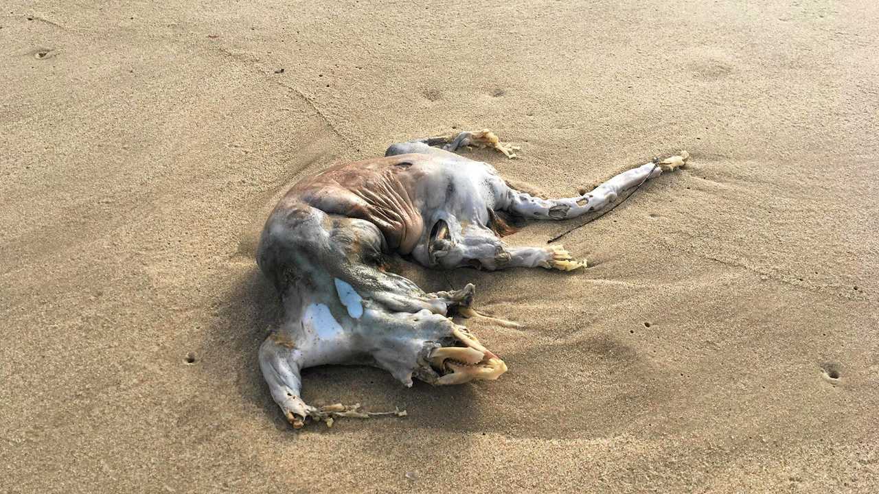 MYSTERY SOLVED: Grisly find on Coast beach mystifies locals | The Courier  Mail