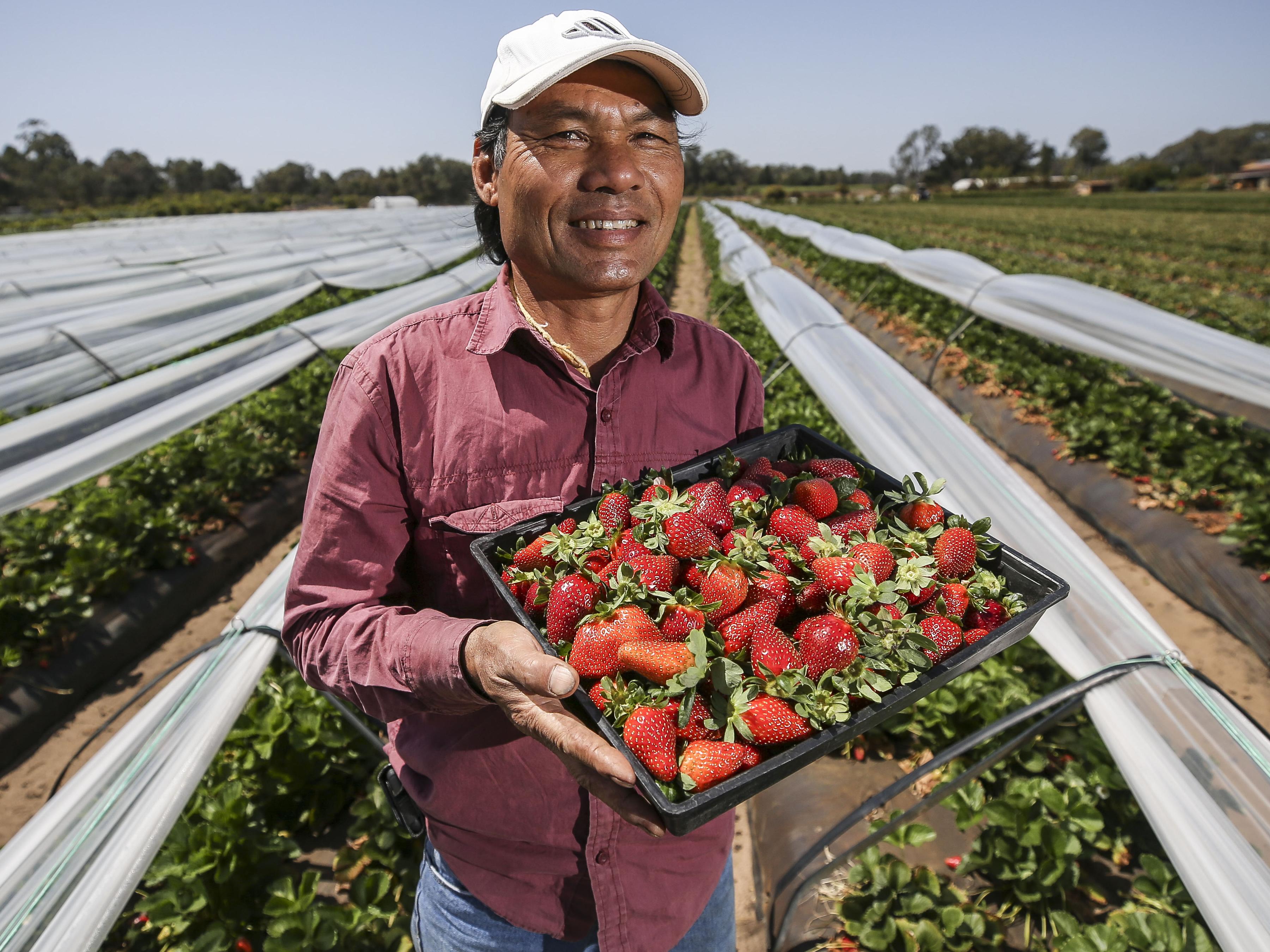 Strawberry Grower Minh Tran who gratefully received a payment from Farmer Jack’s.