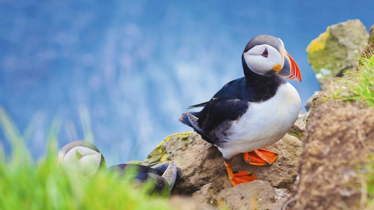 The islands are famous for their birdlife, including the Atlantic puffins. Picture: iStock