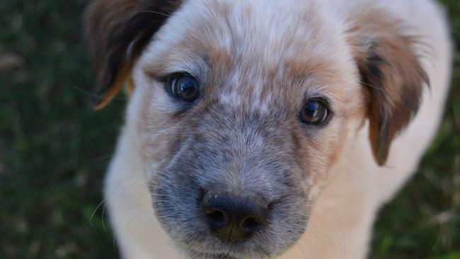 Thomas Perillo, 20, posed as a pet seller during the Covid-19 lockdowns, when lonely people were turning to pets for companionship.