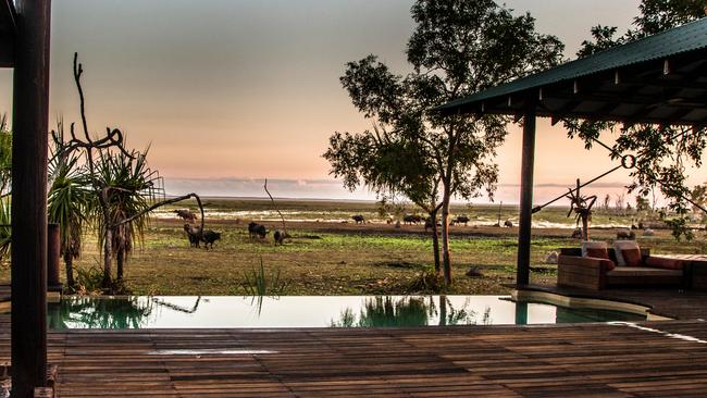 Water buffalo in front of Bamurru Plains Lodge, Northern Territory.