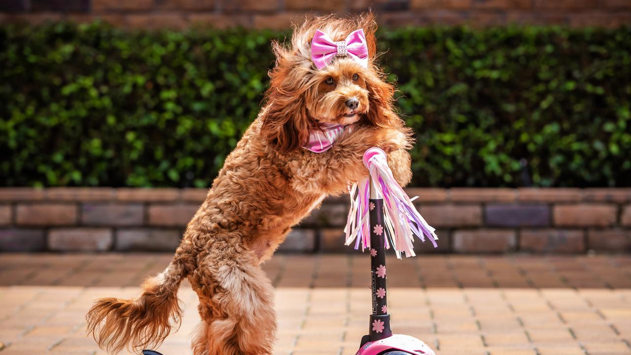 Is Insta-famous scooter cavoodle Qld’s next top model?