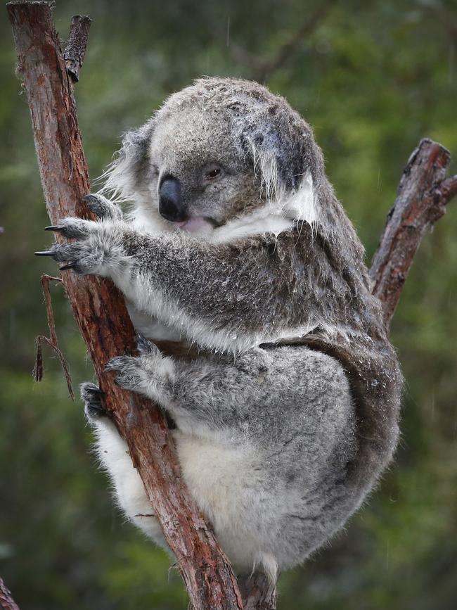 A koala at Healesville Sanctuary. Picture: David Caird