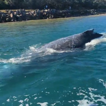 Whale spotted by 'lucky' boaties in Mooloolaba