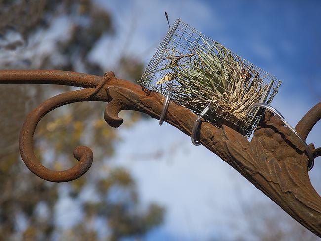 EMBARGO FOR TWAM 02 JULY 2022. FEE MAY APPLY Undated. experimental living Tillandsias plant sculpture by Lloyd Godman