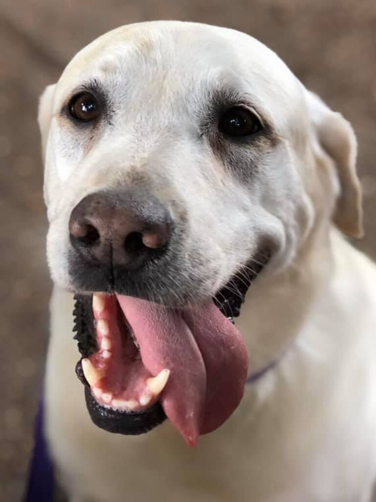 Melissa Meagher: "Summer our rescue Lab". Picture: Melissa Meagher