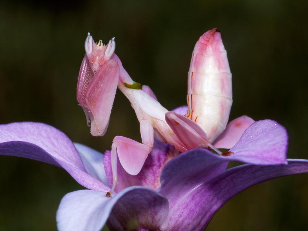 Р‘РѕРіРѕРјРѕР» Hymenopus coronatus