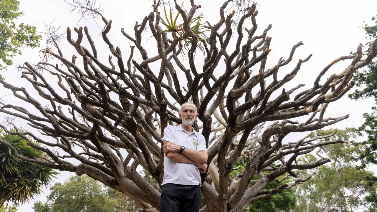 Mystery and heartache as rare Adelaide tree suddenly dies