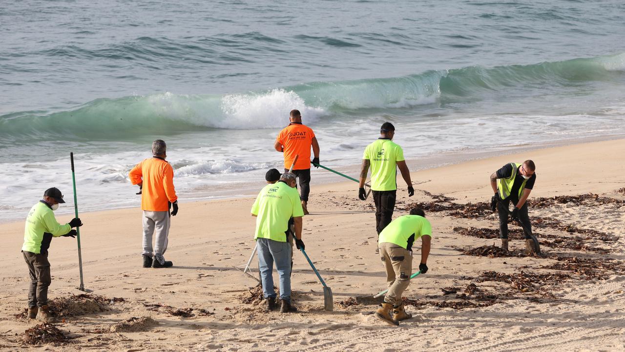 Thousands of the blobs have bobbed onto the beaches. Picture: NewsWire / Damian Shaw