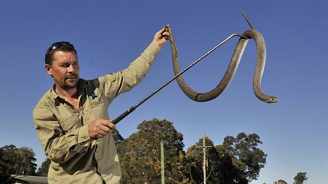 Snake-catching to boom during pandemic, St George & Sutherland Shire  Leader