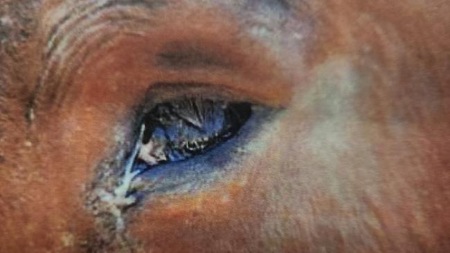 One of the horses had an eye injury. Photos: Courts SA