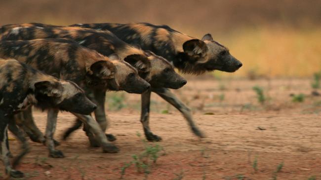 Painted wolves, also known as the African hunting dog, feature in <i>Dynasties</i>. Here, Blacktip’s ‘army’ goes into full stalking mode. Third from the front is Hornet, Blacktip’s alpha male.