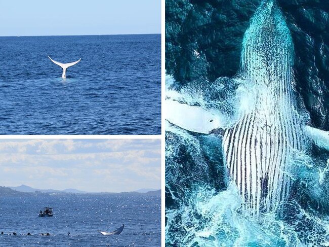 ‘Rare to witness’: Video reveals stunning glimpse in bumper whale season