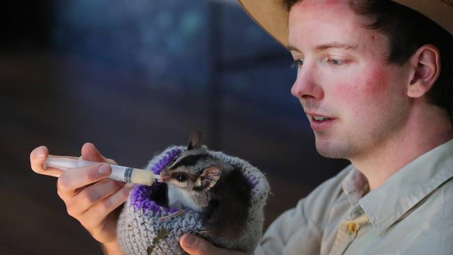 Ranger Zac English with Tallow the Squirrel Glider at David Fleay Wildlife Park. The State Government is encouraging visitors to enjoy Queensland’s beautiful national parks and wildlife attractions during the school holidays. Picture Glenn Hampson