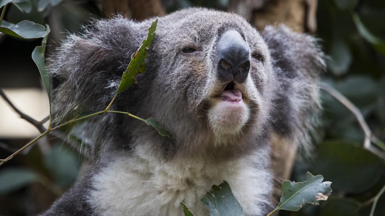 Archer the Koala at Featherdale Wildlife Park, NSW. Picture: Dylan Robinson