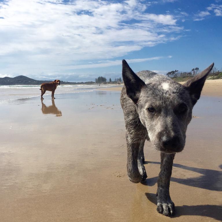 Beach walks to exercise the dog was allowed and Belongil Beach in Byron Bay had plenty of happy pups.