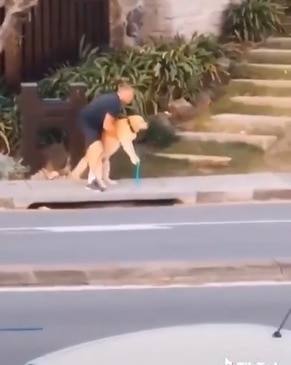 Dog Elsie refuses to walk down street