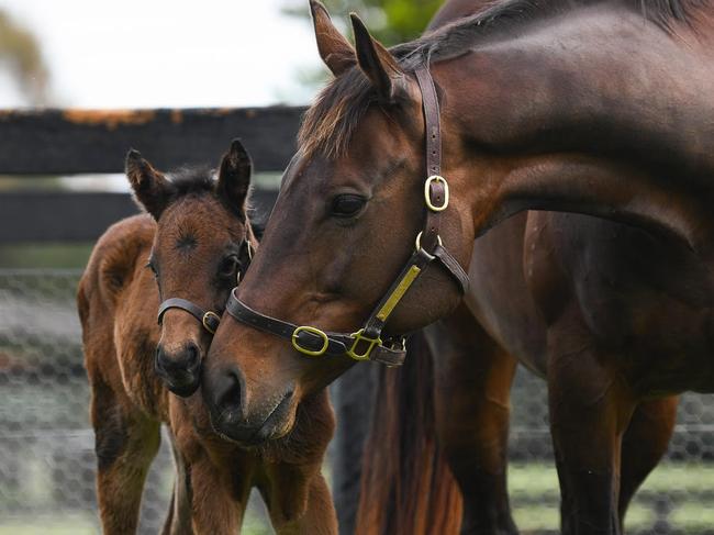 Champion mare Winx with her filly foal at the Hunter Valley. Picture: Hunter Media