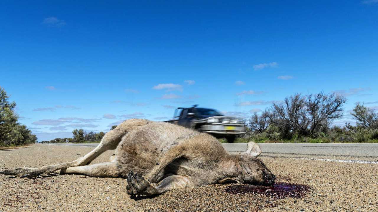 Ipswich region an animal accident hotspot | The Courier Mail