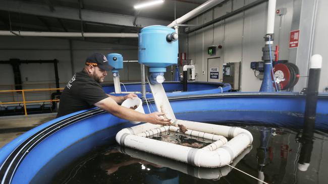 A new Tasmanian Eel aquaculture exporting business at Bagdad is trying to break into the multi billion Asian market. Pictured at the farm is Brad Finlayson feeding his Eels with a special feed made on site. PICS: MATT THOMPSON