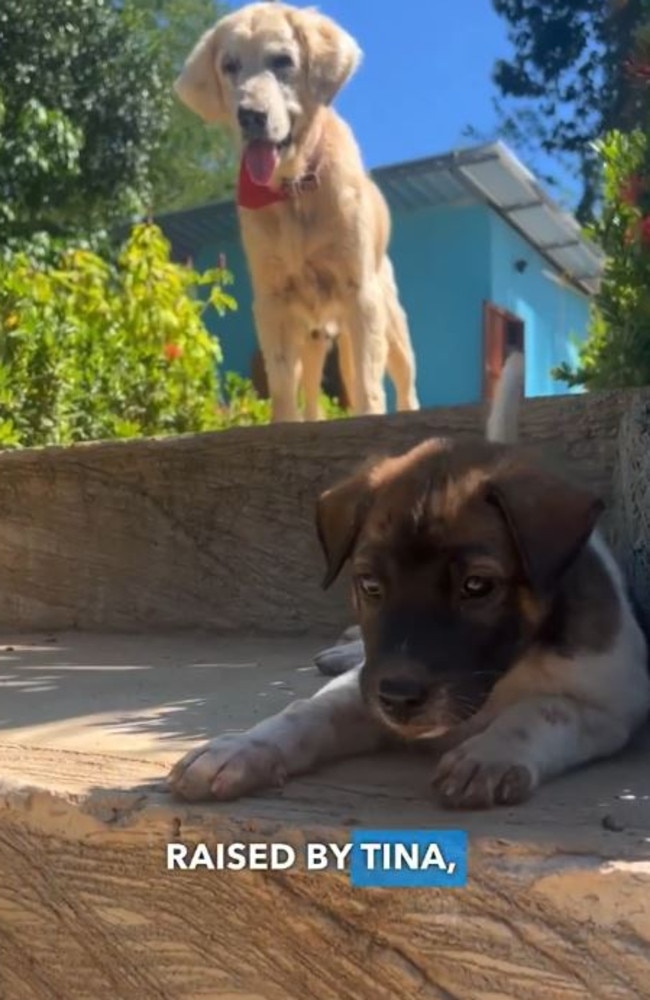 ‘The abandoned pup needed a mum’ … little Solo with Tina, who became her foster mother, in one of Niall’s Instagram posts.
