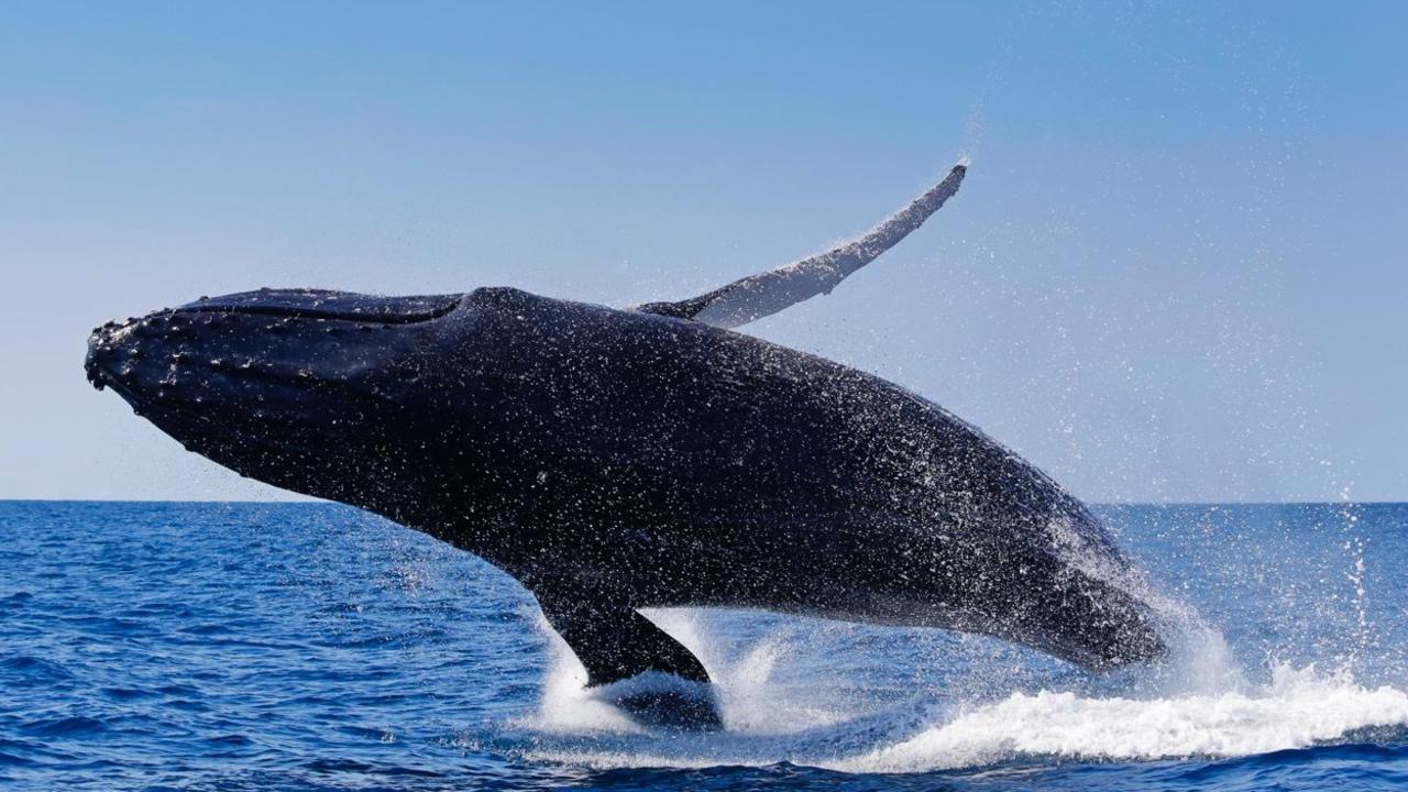 Sunshine Coast Whale Watching 2020 Sunreef Mooloolaba | The Courier Mail