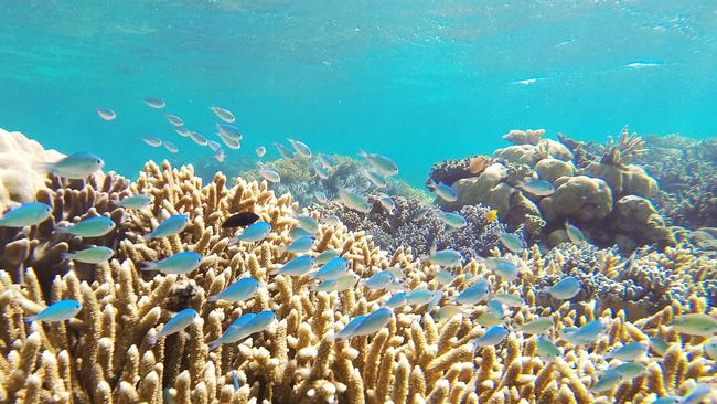 The federal government will deliver the single largest investment in the Great Barrier Reef in Australian history tomorrow night.
