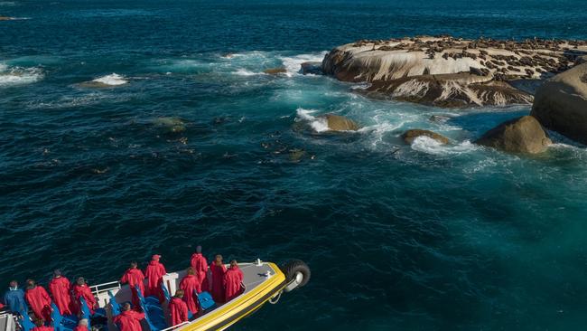 Pennicott Wilderness Journeys cruise from Wilsons Promontory National Park, Victoria.