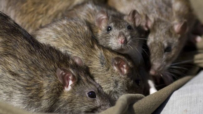 Alfred staff have reported the major trauma hospital is crawling with mice and rats.