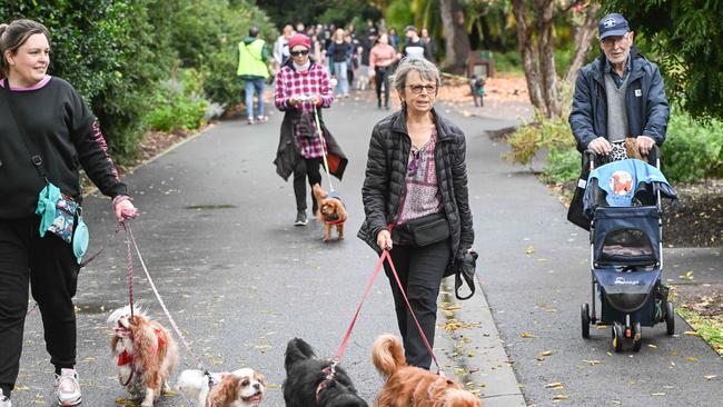 Million Paws Walk at Adelaide Botanic Gardens. Picture: Brenton Edwards