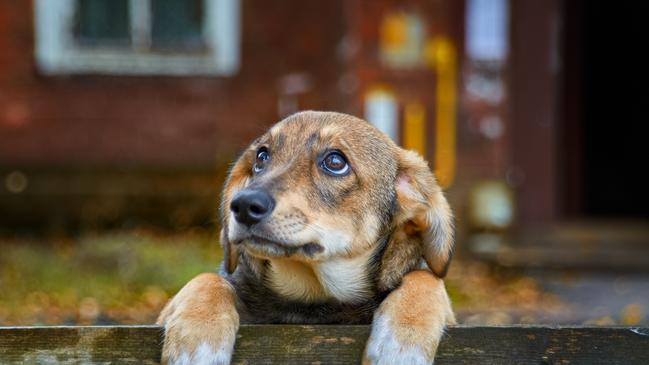 Many symptoms of canine depression could also be linked to chronic pain and poor health. Picture: istock