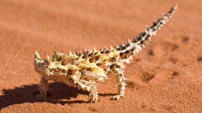 Reptile encounters returns to Broadmeadows Central from September 23-26.