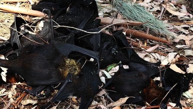 These poor bats were photographed at Pan Pacific Gardens in Redbank.