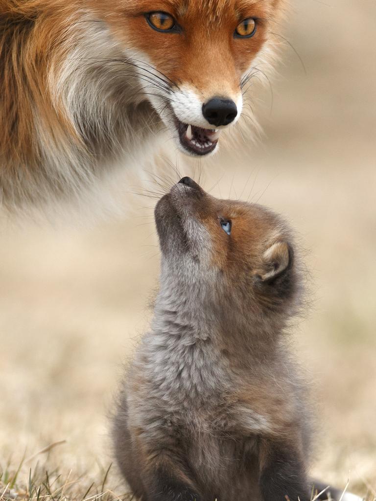 GDT Nature Photographer of the Year 2016 1st place: Gabi Marklein (Germany) - relationship