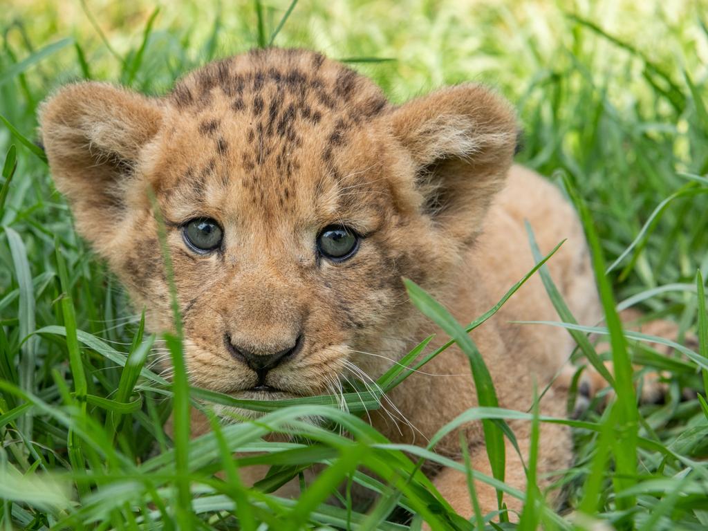 ***DO NOT USE *** RESERVED FOR HIBERNATION
Adorable Phoenix the lion cub at Mogo Wildlife Park. Picture: Supplied/ Chad Staples