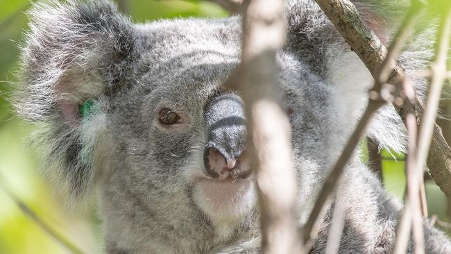 8-year-old koala named Andrea was believed to have been struck by a car last week.  Pic Vikki Siliato