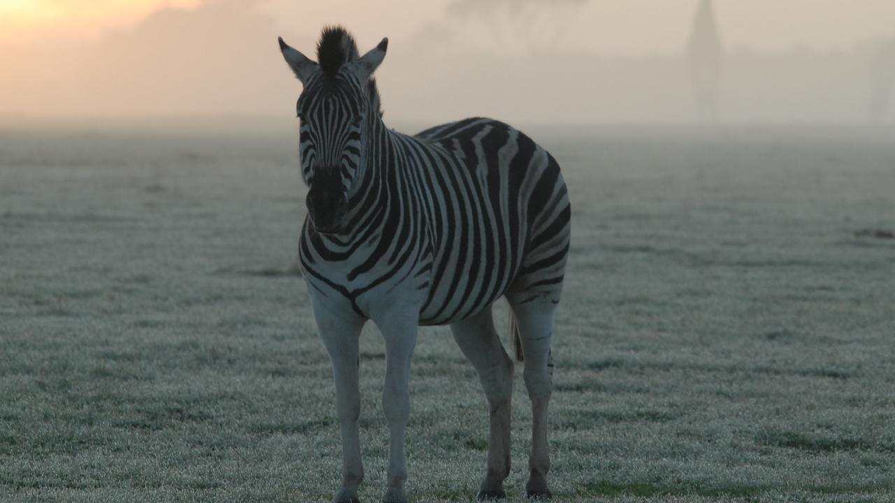 Face off with a zebra at Monarto. Dawn picture: Geoff Brooks