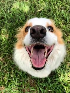 Honey, the happiest border collie you ever did meet! Submitted by Hannah Davis.