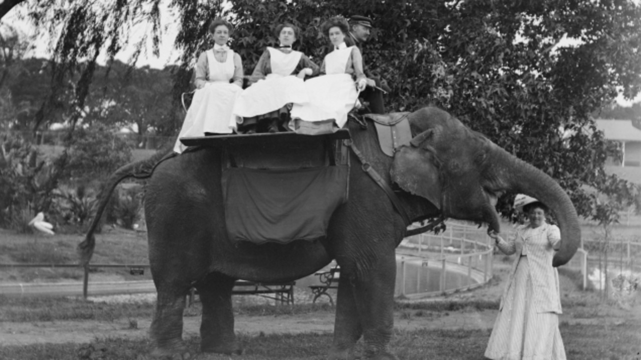 Taronga’s first elephant Jessie arrived in Sydney from Calcutta in 1883. The elephant is seen giving ladies a ride at the Zoological Gardens in Moore Park, the zoo’s original site before its move across Sydney Harbour to Mosman. Picture: NSW State Archives