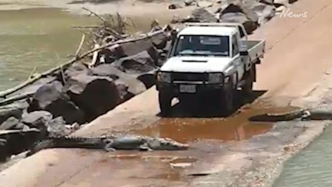 Crocodiles block vehicle at Cahills crossing in Darwin