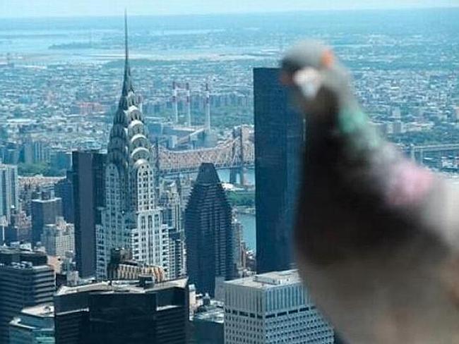 Who wouldn’t want an exotic pigeon in their holiday photo? Picture: Supplied