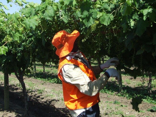 Vanuatu worker employed by PlantGrowPick under the Seasonal Worker Program, working on a Queensland grape farm.
