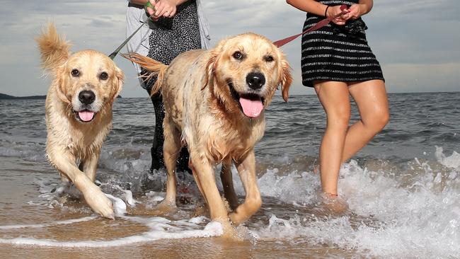 It’s a dog’s life at Ninety Mile Beach. Picture: Richard: Justin Brierty