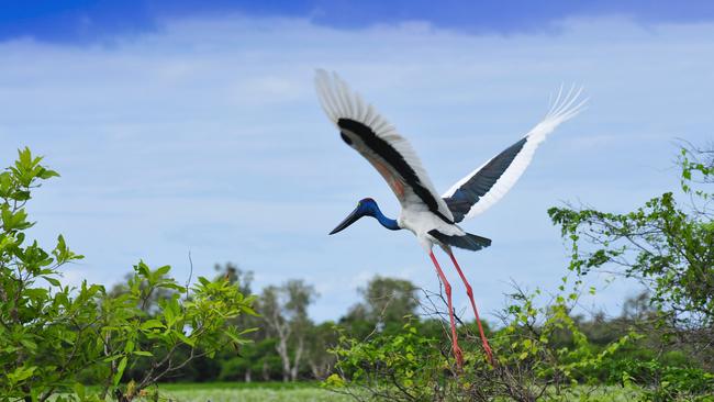 Jabiru in Kakadu National Park. Picture: Steve Strike/Tourism NT